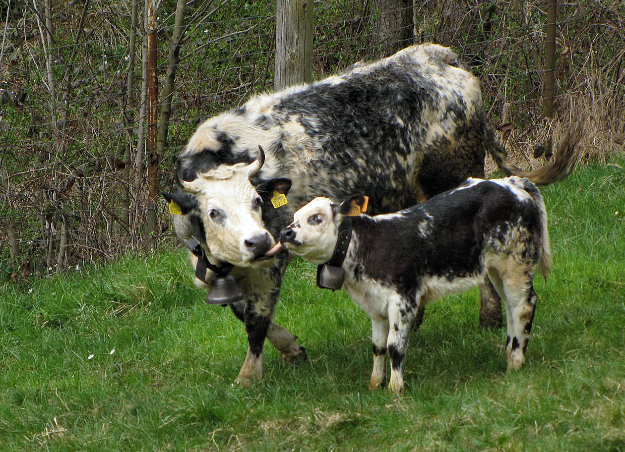 Cuore di mamma